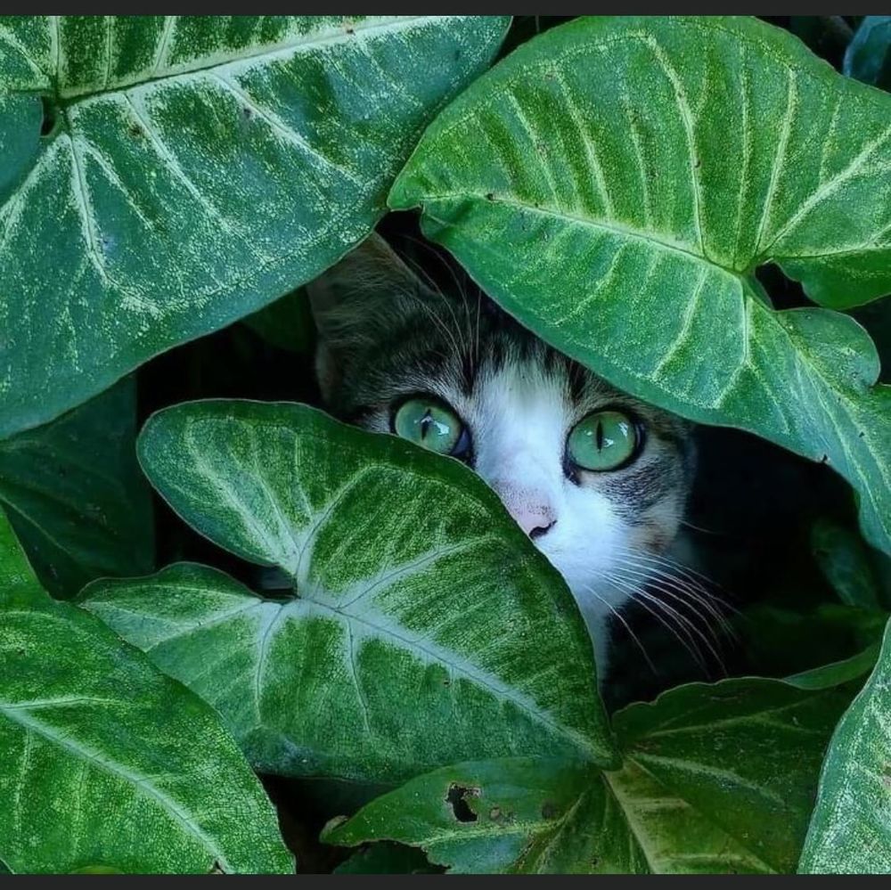 Meet your Posher, Gracie